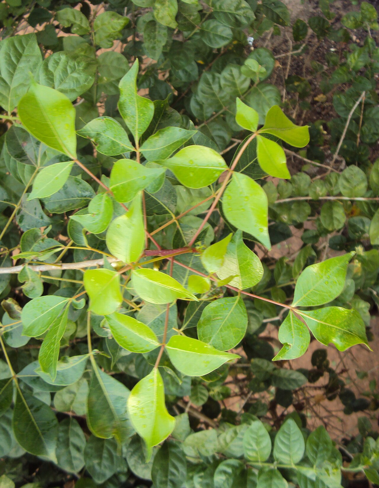 Green commiphora: Commiphora caudata leaves - ഇടിഞ്ഞിൽ