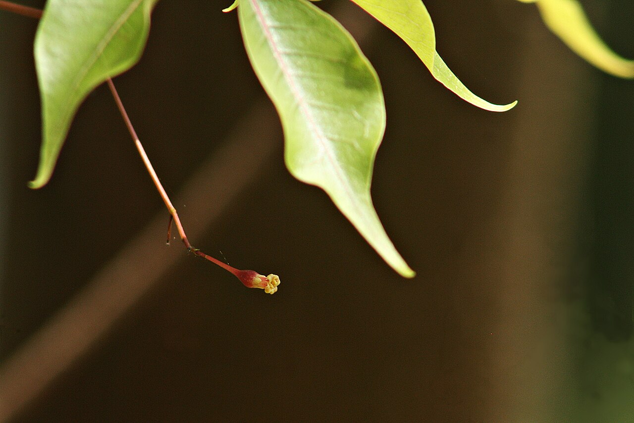 Green commiphora: കടമ്പേരി, കണ്ണൂർ