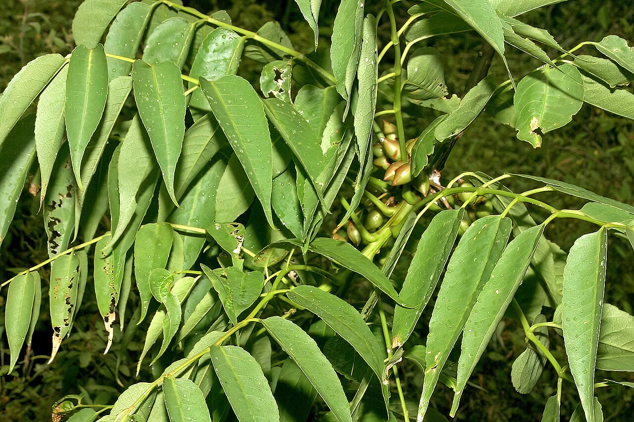 Damara commiphora: Commiphora crenatoserrata , foliage and developing fruit; Omavanda, Baynes Mountains, Kaokoveld, Kunene Region, Namibia