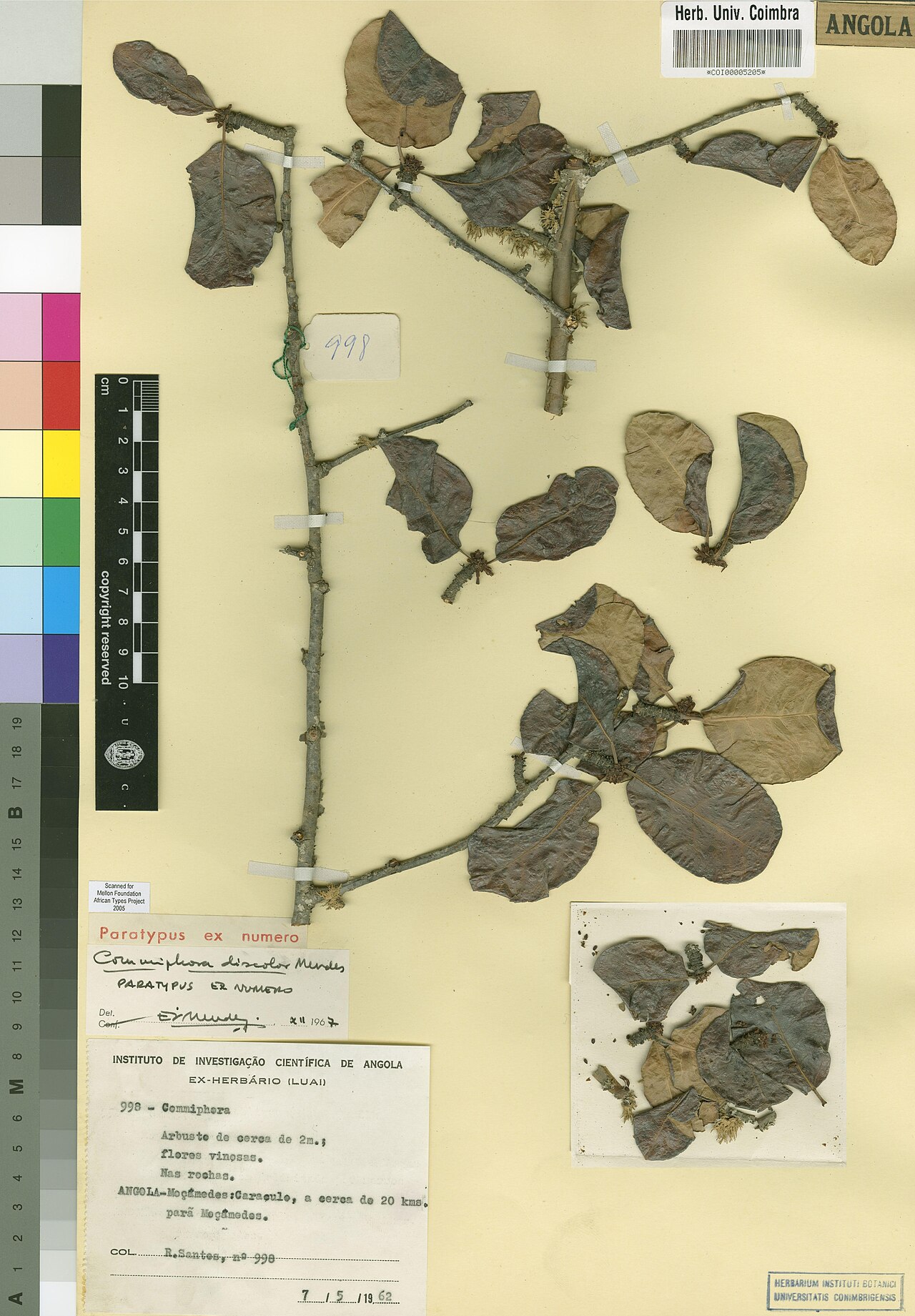 Namib corkwood: Photograph of Paratype of Commiphora discolor at Herbarium of the University of Coimbra, Portugal (COI). Specimen COI00005205. http://coicatalogue.uc.pt/specime