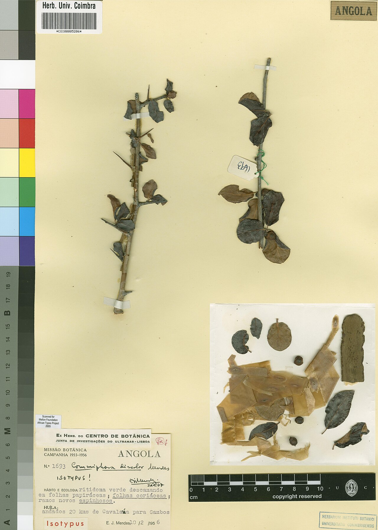 Namib corkwood: Photograph of Isotype of Commiphora discolor at Herbarium of the University of Coimbra, Portugal (COI). Specimen COI00005206. http://coicatalogue.uc.pt/specimen