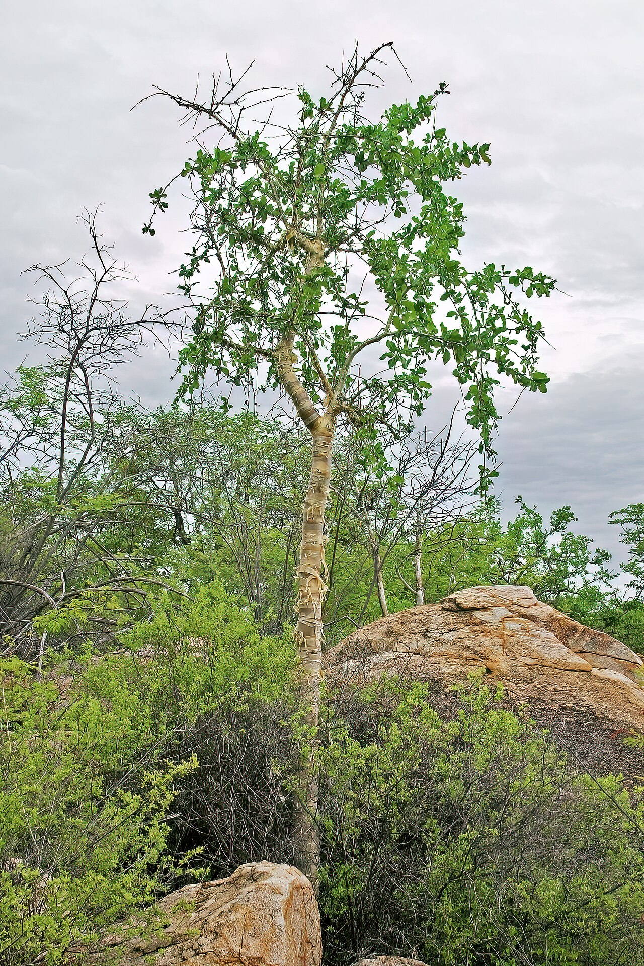 Namib corkwood: Commiphora discolor , tree; between Okangwati and Etengwa, Kaokoveld, Kunene Region, Namibia