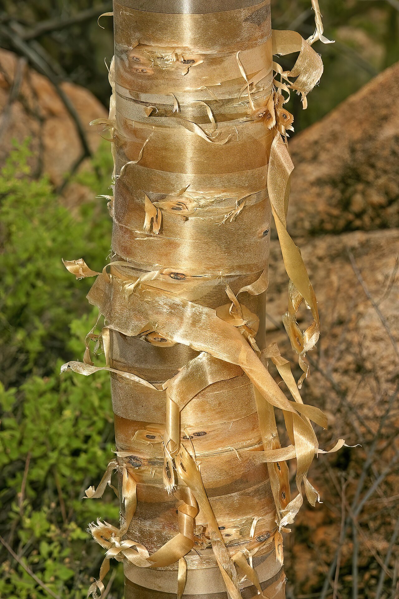 Namib corkwood: Commiphora discolor , bark; between Okangwati and Etengwa, Kaokoveld, Kunene Region, Namibia