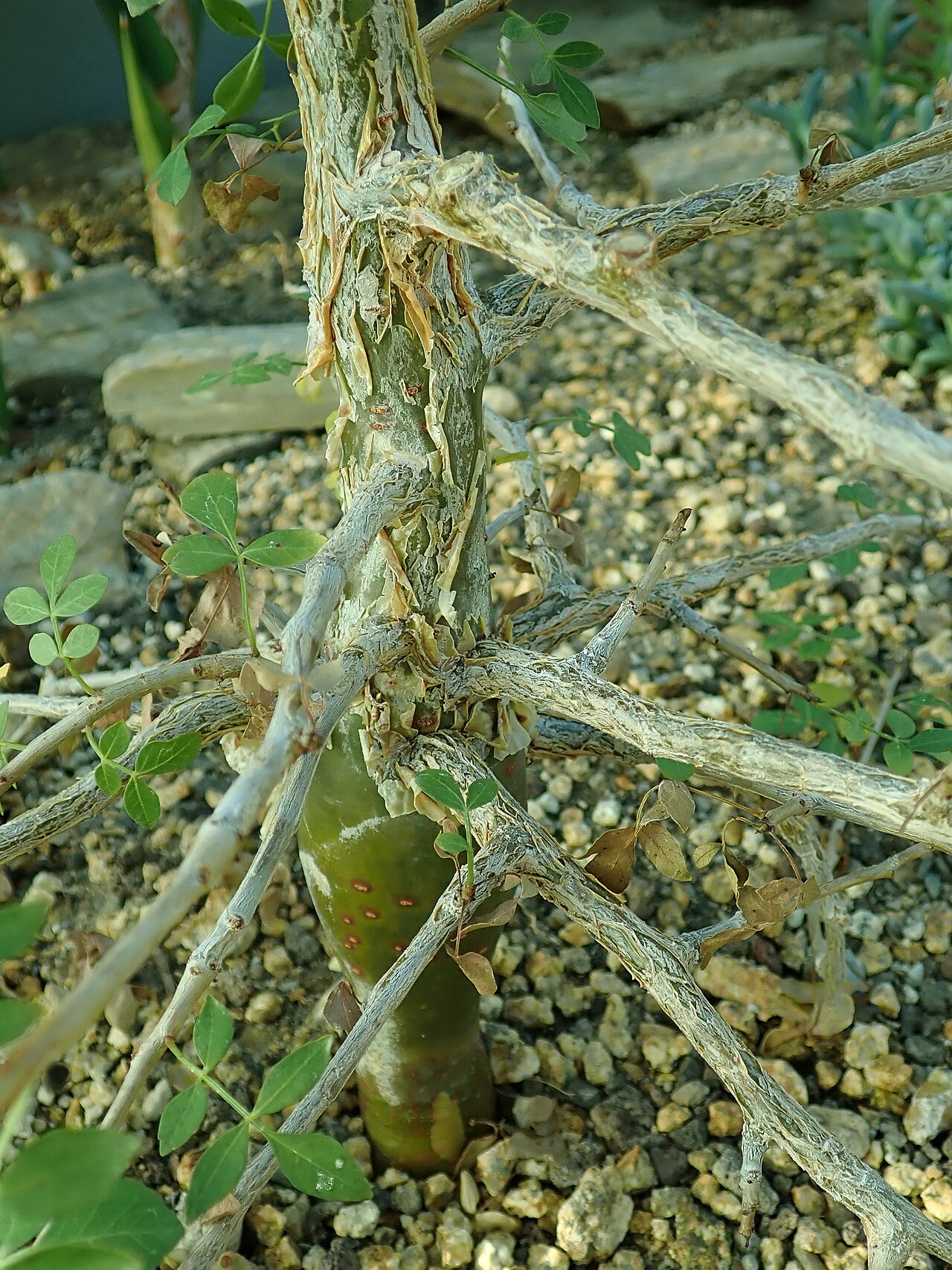 Commiphora dulcis: Commiphora dulcis , botanical garden in Berlin.