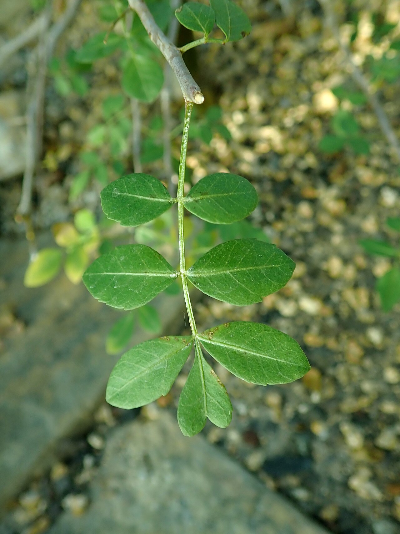 Commiphora dulcis: Commiphora dulcis , botanical garden in Berlin.