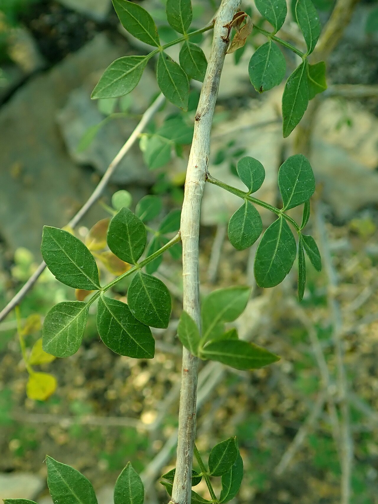 Commiphora dulcis: Commiphora dulcis , botanical garden in Berlin.