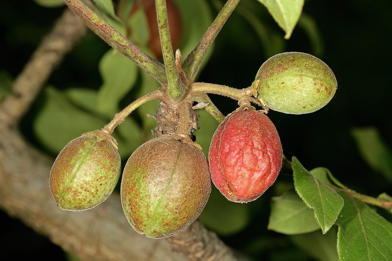 Rough-leaved commiphora: Commiphora edulis subsp. edulis , fruit, three developing, one ripe. Lowveld National Botanical Garden, Nelspruit, Mpumalanga, South Africa