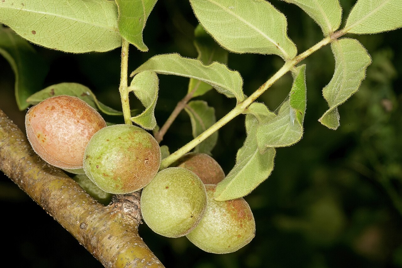 Rough-leaved commiphora: Commiphora edulis subsp. edulis , fruit. Lowveld National Botanical Garden, Nelspruit, Mpumalanga, South Africa