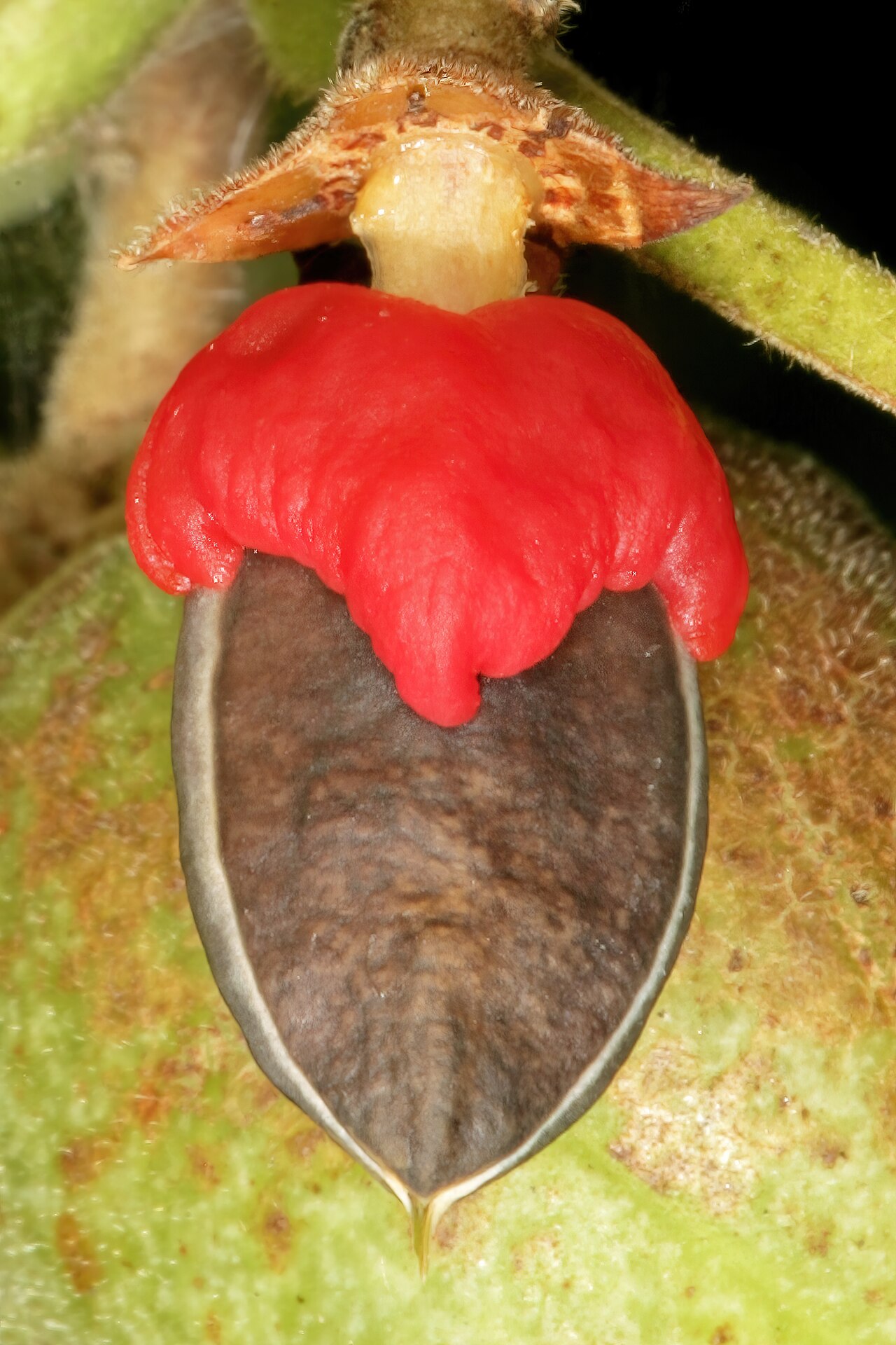 Rough-leaved commiphora: Commiphora edulis subsp. edulis , ripe fruit with both halves removed and now only showing the black stone and red pseudo-aril. Lowveld National Botanical Garde