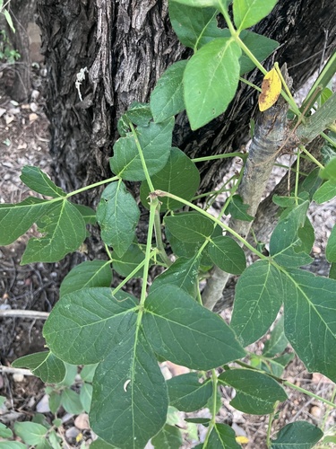 Rough-leaved commiphora (Commiphora edulis)