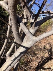 Rough-leaved commiphora (Commiphora edulis)