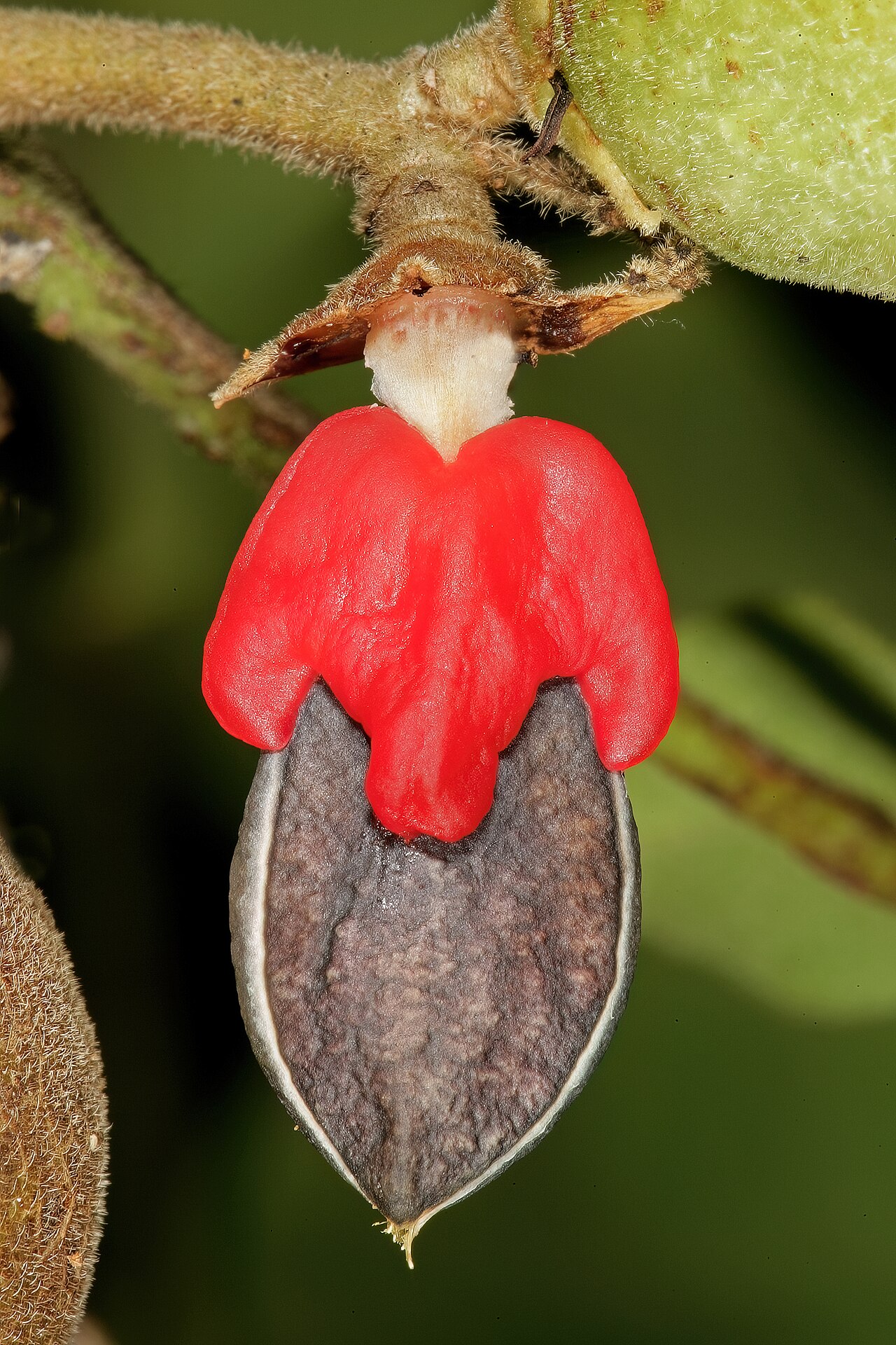 Rough-leaved commiphora: Commiphora edulis subsp. edulis , black stone partly covered by a red pseudo-aril. Lowveld National Botanical Garden, Nelspruit, Mpumalanga, South Africa