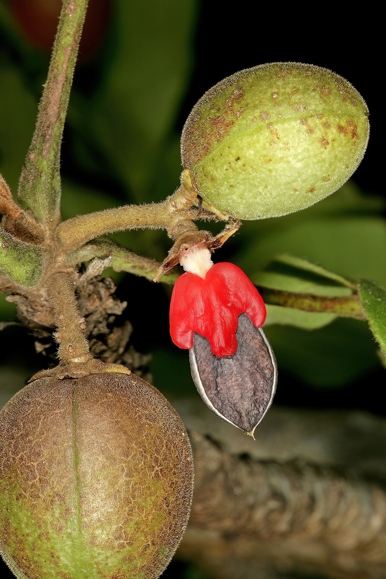 Rough-leaved commiphora: Commiphora edulis subsp. edulis , fruit, one of which has shed the outer portion of the fruit wall to show the black stone partly covered by a red pseudo-aril.