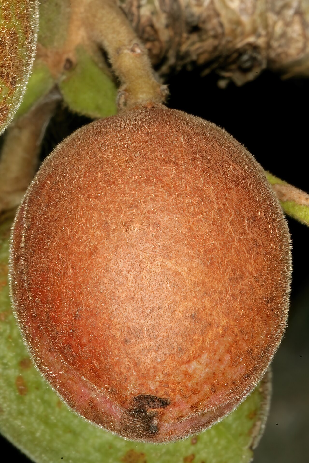 Rough-leaved commiphora: Commiphora edulis subsp. edulis , ripe fruit. Lowveld National Botanical Garden, Nelspruit, Mpumalanga, South Africa