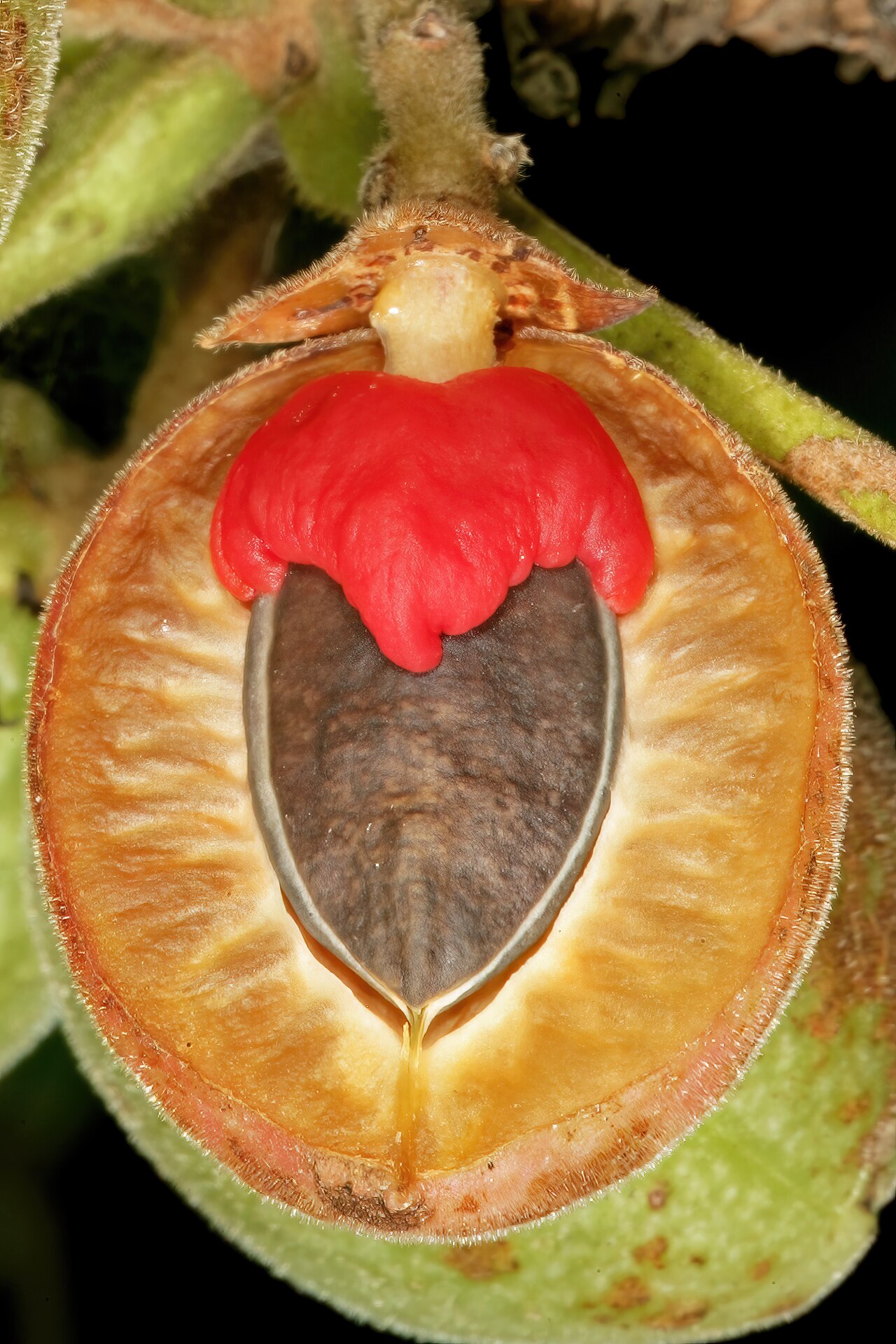 Rough-leaved commiphora: Commiphora edulis subsp. edulis , ripe fruit with one half removed to show the black stone and red pseudo-aril. Lowveld National Botanical Garden, Nelspruit, Mp