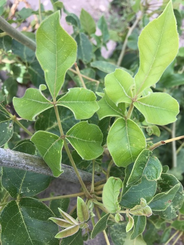 Rough-leaved commiphora (Commiphora edulis)