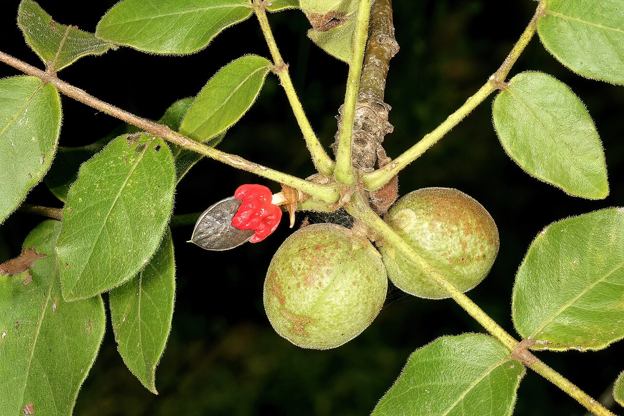 Rough-leaved commiphora: Commiphora edulis subsp. edulis , fruit, one with both halves of the fruit wall removed to show the black stone partly covered by a red pseudo-aril. Lowveld Nat