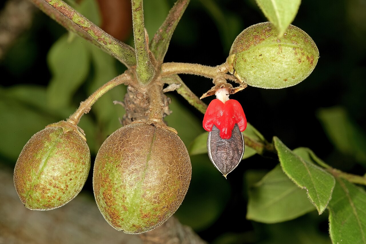 Rough-leaved commiphora: Commiphora edulis subsp. edulis , fruit; ripe one has split to show the black stone partly covered by a red pseudo-aril. Lowveld National Botanical Garden, Nels