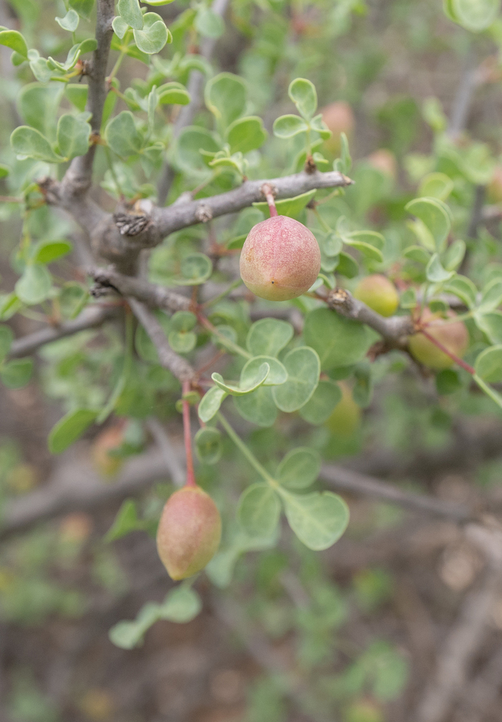 Commiphora foliacea (Commiphora foliacea)