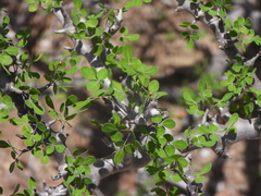 Commiphora franciscana (Commiphora franciscana)