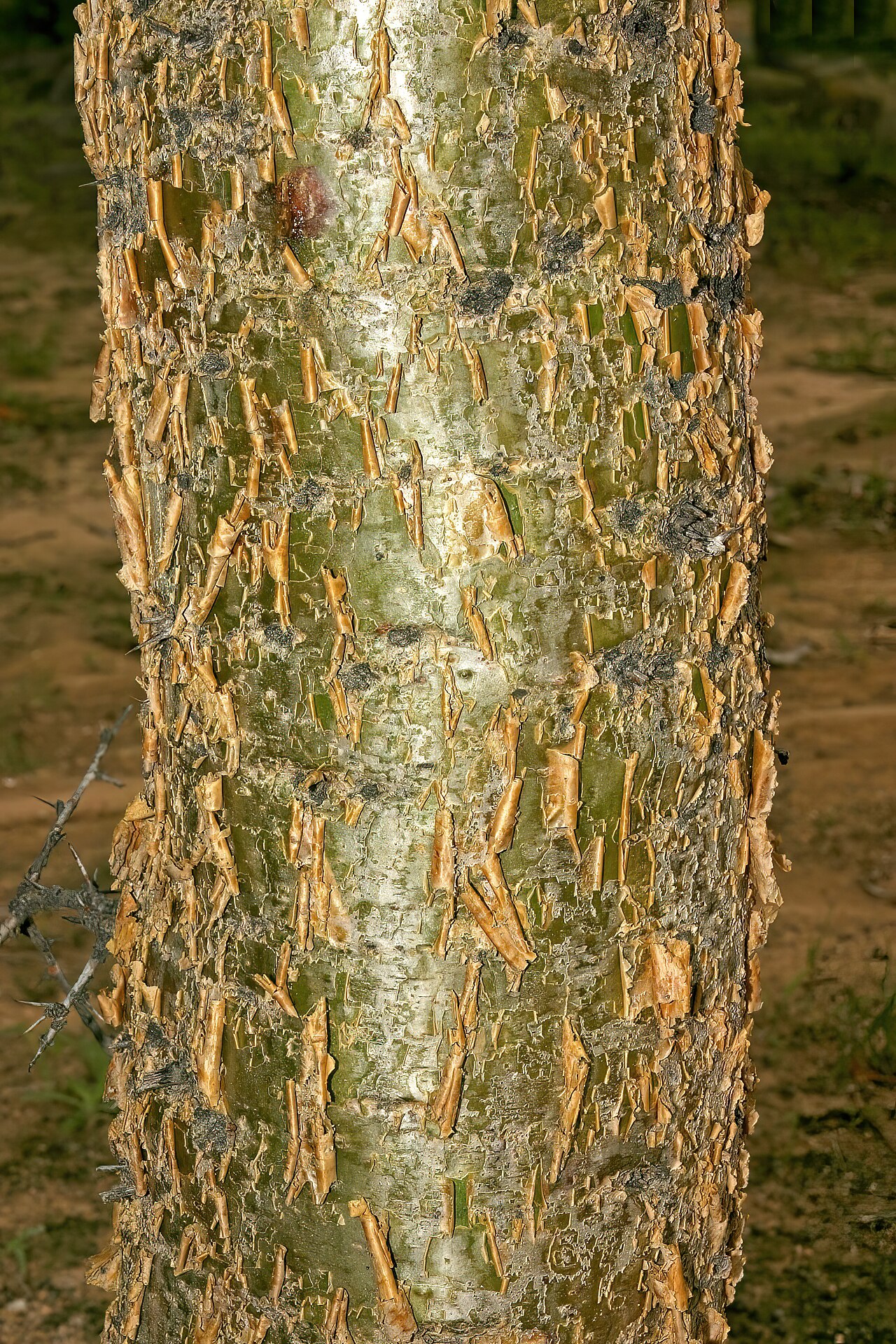 Commiphora glandulosa: Commiphora glandulosa , bark; between Okangwati and Etengwa, Kaokoveld, Kunene Region, Namibia