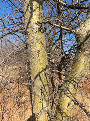 Commiphora glandulosa (Commiphora glandulosa)