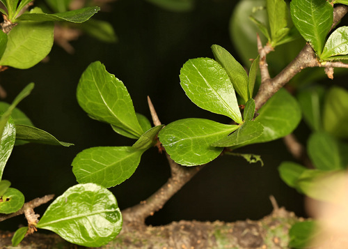 Commiphora glandulosa (Commiphora glandulosa)