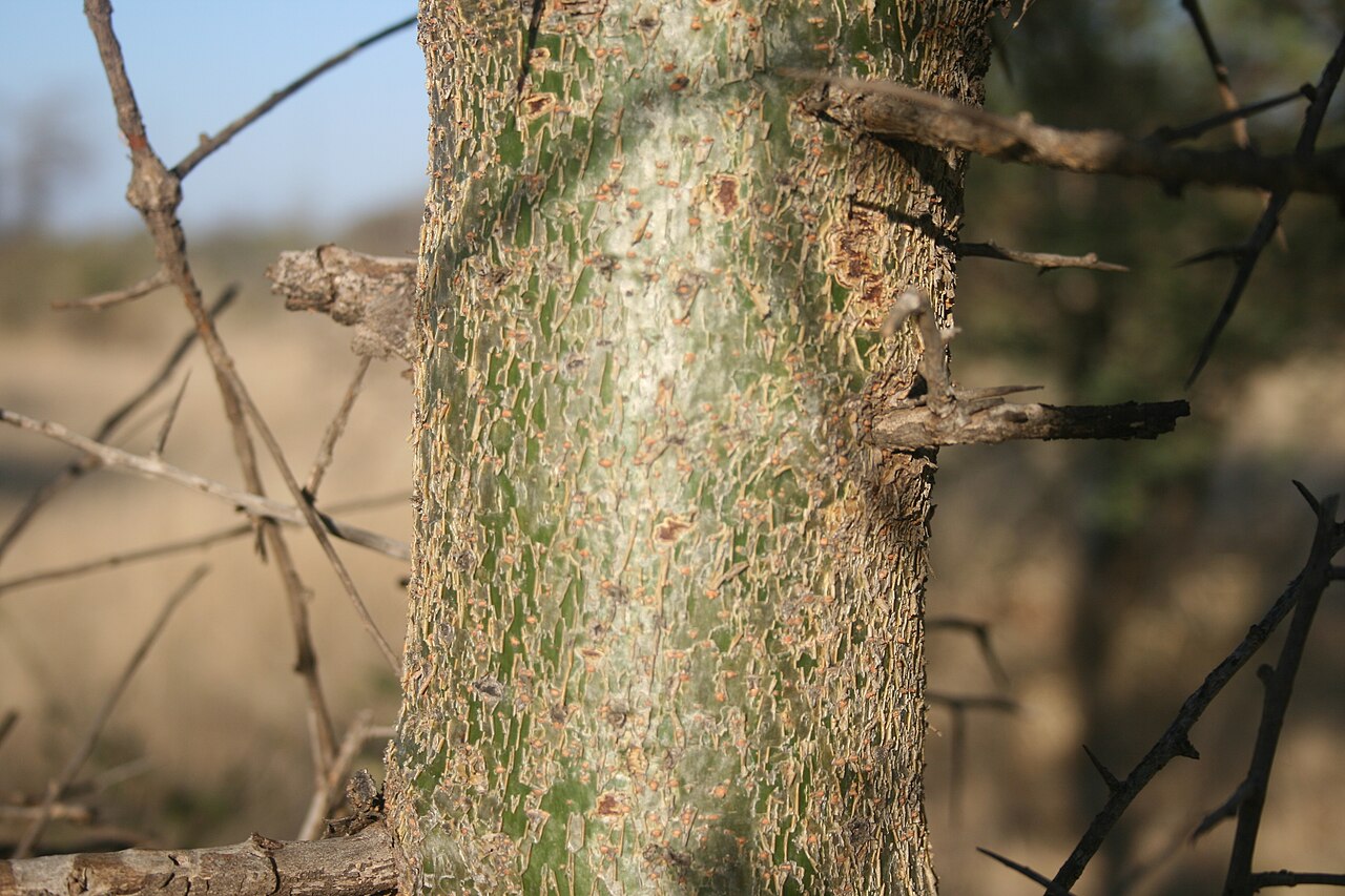 Commiphora glandulosa: Bark of Commiphora glandulosa near Marnitz, Limpopo