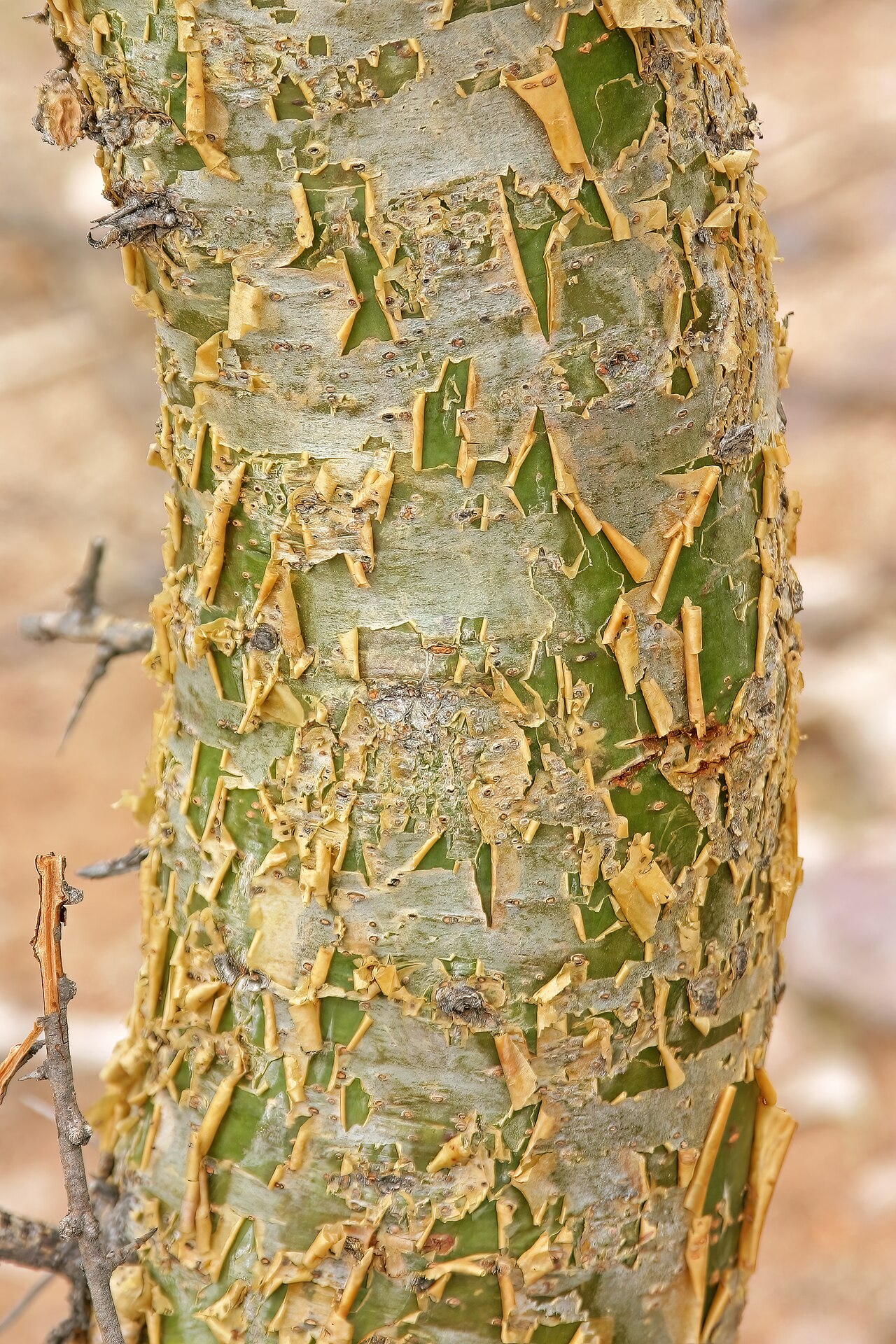 Commiphora glandulosa: Commiphora glandulosa , bark; between Okangwati and Etengwa, Kaokoveld, Kunene Region, Namibia