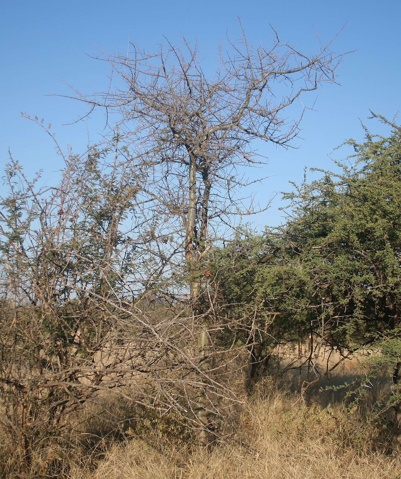 Commiphora glandulosa: Habit of Commiphora glandulosa near Marnitz, Limpopo