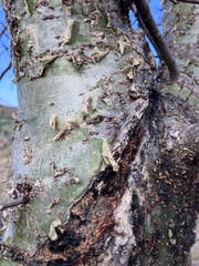 Commiphora glandulosa (Commiphora glandulosa)