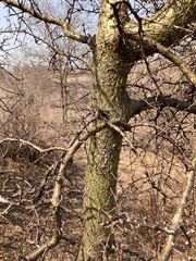 Commiphora glandulosa (Commiphora glandulosa)
