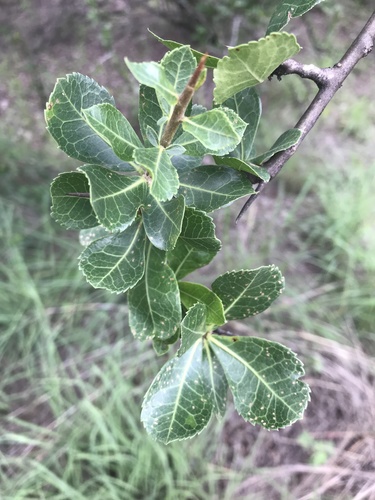 Commiphora glandulosa (Commiphora glandulosa)