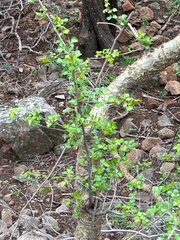 Commiphora glandulosa (Commiphora glandulosa)
