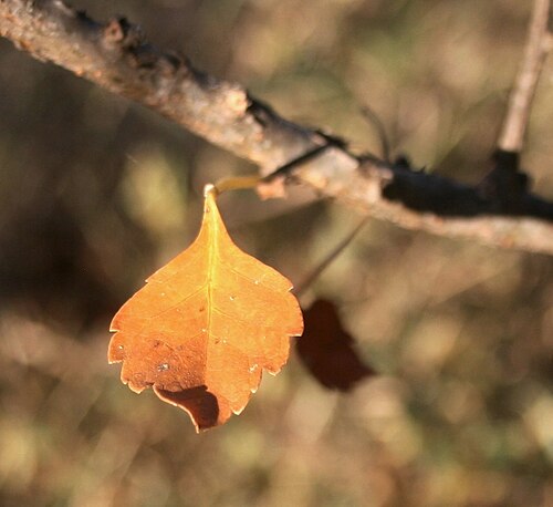Commiphora glandulosa: Winter leaf of Commiphora glandulosa near Marnitz, Limpopo