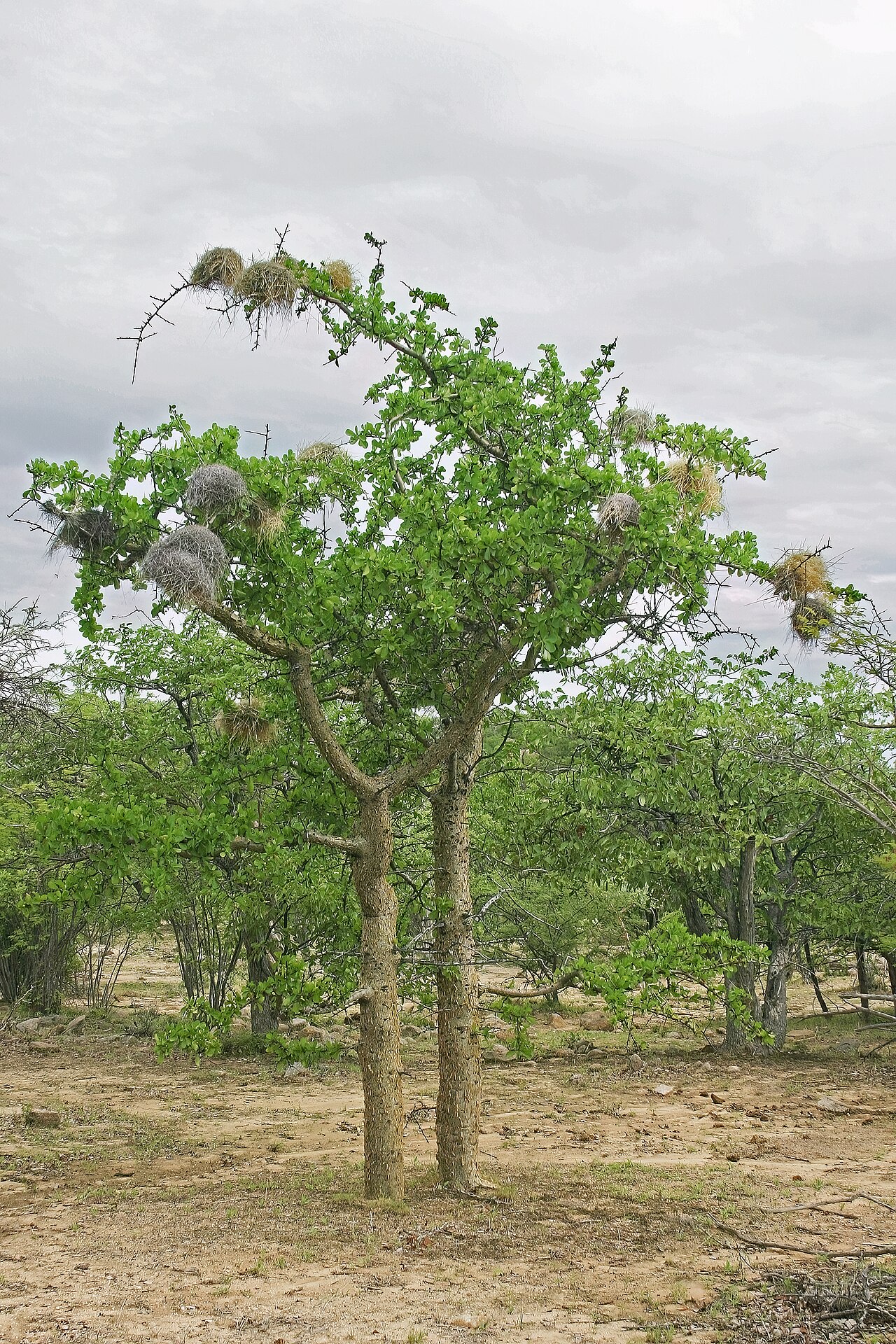 Commiphora glandulosa: Commiphora glandulosa , tree; between Okangwati and Etengwa, Kaokoveld, Kunene Region, Namibia