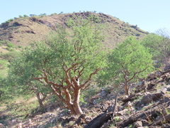 Blue-leaved corkwood (Commiphora glaucescens)
