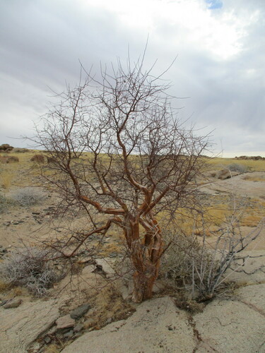 Blue-leaved corkwood (Commiphora glaucescens)