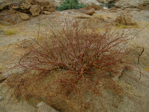 Blue-leaved corkwood (Commiphora glaucescens)