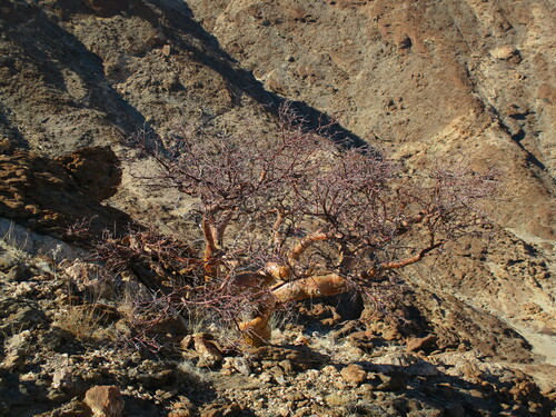 Blue-leaved corkwood (Commiphora glaucescens)