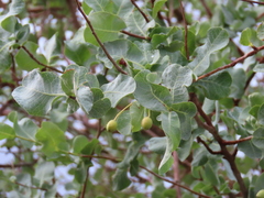 Blue-leaved corkwood (Commiphora glaucescens)