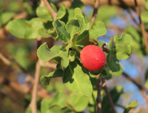 Blue-leaved corkwood (Commiphora glaucescens)