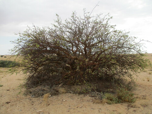 Blue-leaved corkwood (Commiphora glaucescens)