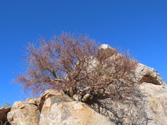 Blue-leaved corkwood (Commiphora glaucescens)