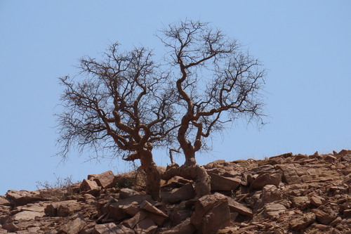 Blue-leaved corkwood (Commiphora glaucescens)