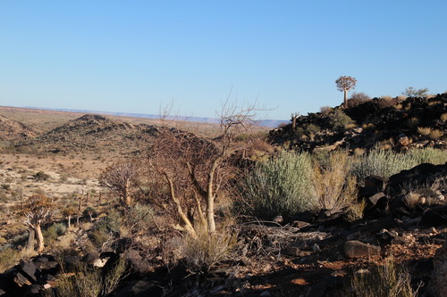 Karee corkwood (Commiphora gracilifrondosa)