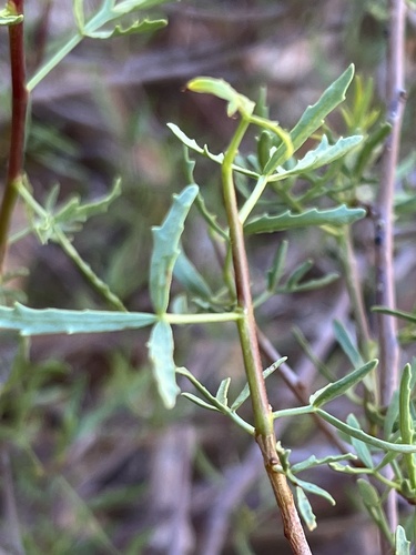 Karee corkwood (Commiphora gracilifrondosa)
