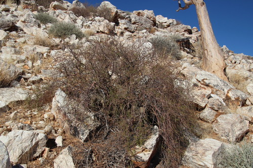 Karee corkwood (Commiphora gracilifrondosa)