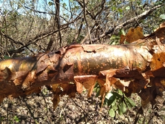 Copper-stem corkwood (Commiphora harveyi)