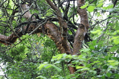 Copper-stem corkwood (Commiphora harveyi)
